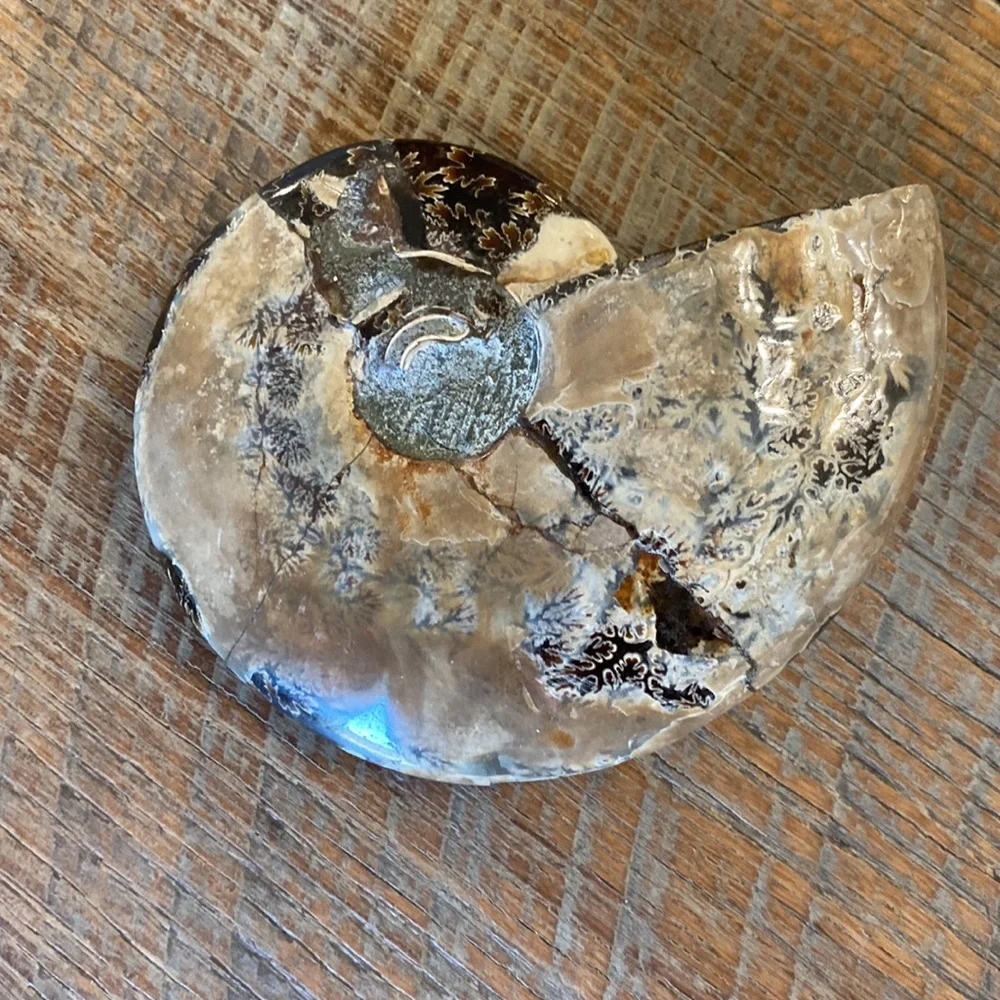 Ammonite fossil dish/bowl - Picture 2 of 5